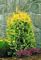 ARBORVITAE YELLOW RIBBON 7 FT BB