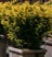 Yew, Dwarf Bright Gold #3 Container