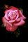 Hybrid Rose, Barbra Streisand #2 Container