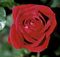 Hybrid Rose, Mister Lincoln #2 Container