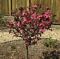 Crabapple, Royal Gem #10 Container