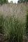 Grass, Calamagrostis Overdam #1 Container