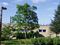COFFEETREE KENTUCKY 3 1/2 IN B