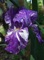 Iris, Tall Bearded Batik #1 Container