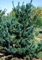 Pine, Parviflora Glauca #10 Container