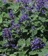 Nepeta, Little Titch #1 Container