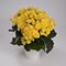 BEGONIA RIEGER YELLOW 4.3 IN