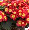BEGONIA RIEGER PINK 4.3 IN