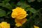 BEGONIA NON ST YELLOW 4.3 IN