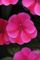 IMPATIENS BOUNCE PNK FLME 4.3 IN