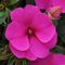 IMPATIENS BOUNCE VIOLET 4.3 IN