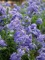 Plumbago, Royal Cape Patio Tree 12" Container
