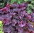 Heuchera, Frosted Violet #1 Container