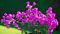 Bougainvillea, Purple Queen® Staked 9" Container