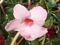 Mandevilla, Sun Parasol® Pretty Pink Staked 9" Container