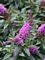 Buddleia, Pugster Periwinkle 10" Container