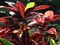 Croton, Petra 10" Container