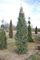Spruce, Cupressina #20 Container 7'