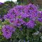 Phlox, Pan Flame® Purple #1 Container