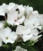 Phlox, Pan Flame® White #1 Container