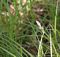 Grass, Carex pensylvanica #1  Container