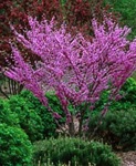 Redbud, Northern #10 Container