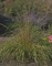 Grass, Calamagrostis Eldorado #1 Container