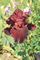 Iris, Tall Bearded Raptor Red #1 Container