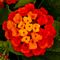 Lantana, Hot Blooded™ Patio Tree 6" Container