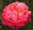 Paeonia, Coral Charm #2 Container