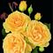 Hybrid Rose, Julia Child #2 Container