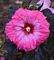 Hibiscus, Inner Glow #2 Container