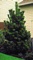 PINE AUSTRIAN #25 C