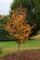 Beech, Rising Fire® 1.75" B&B