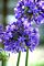Agapanthus, Midknight Blue® 9" Container