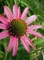 Echinacea, Pixie Meadowbrite™ #1 Container