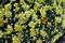 Chrysanthemum, Yellow 6" Container