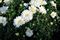Chrysanthemum, White 6" Container