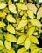 Vinca, Illumination 6-Pak
