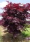 MAPLE JAPANESE BLOODGOOD #10 C