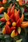 PEPPER ORNAMENTAL 4.3 IN