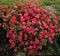 SPIREA NEON FLASH #3 C