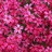 Phlox, Sub Scarlet Flame 4" Container