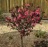 Crabapple, Royal Gem #15 Container