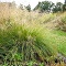 Grass, Sporobolus Prairie Dropseed #1 Container