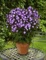 Phlox, Pan Pixie Miracle Grace #1 Container