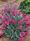 Dianthus, Mountain Frost™ Ruby Glitter  #1 Container