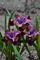 Iris, Siberian Miss Apple #1 Container
