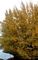 Ginkgo, Presidential Gold® #20 Container