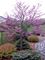 Redbud, Northern Herald Tree #7 Container